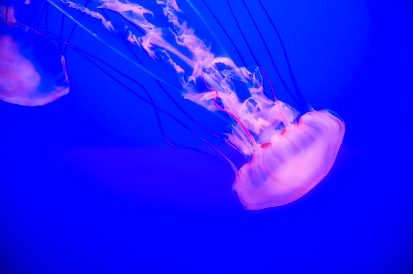 Oahu jelly fish