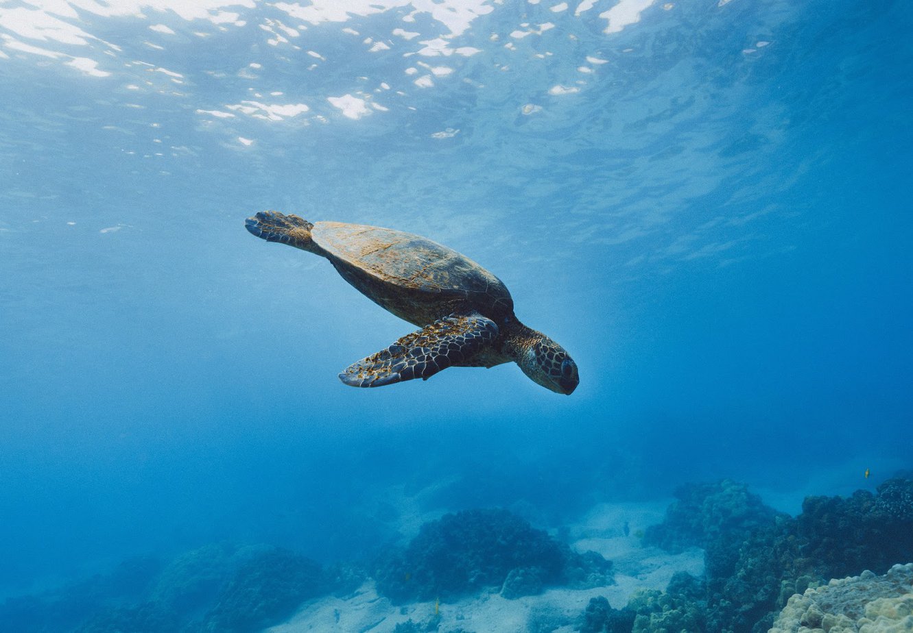 turtle at Makena Beach 